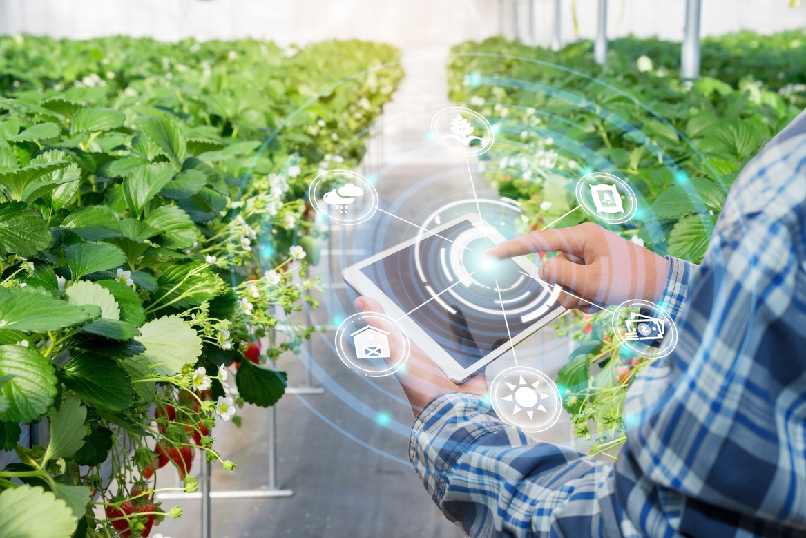 Innovation technology for smart farm system, Agriculture management, Hand holding smartphone with smart technology concept.